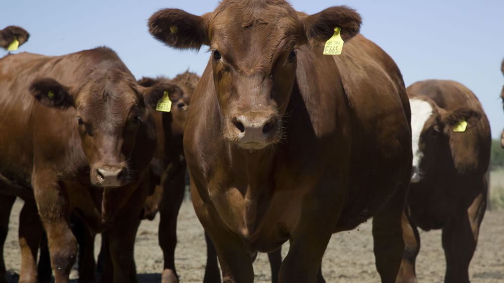 ¿Para que usamos las vacas? Se frenó la recuperación del stock bovino