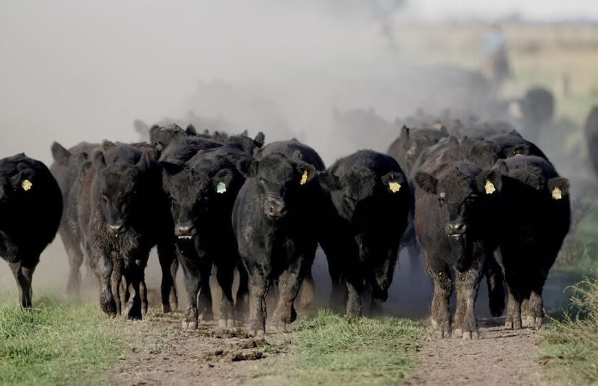 Día de la Ganadería: los ejes de una actividad clave en Argentina