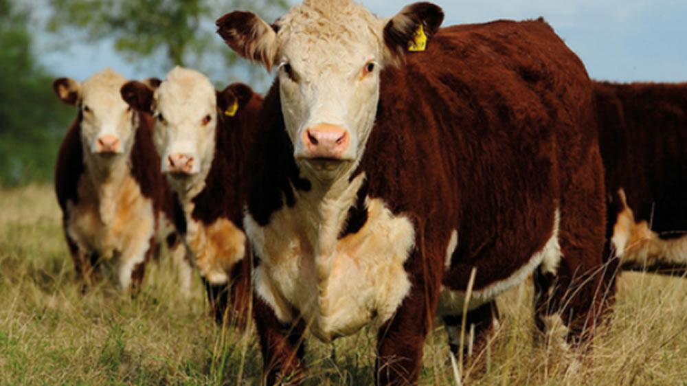 Empresarios CREA dedicados a la ganadería tiene previsto aumentar el peso de terminación