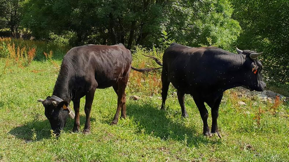 Vacas con ADN japonés que pastan y se crían ya en el Pirineo aragonés