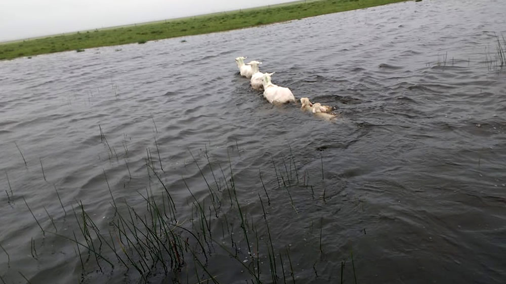 Así están los campos tras las lluvias en provincia de Buenos Aires