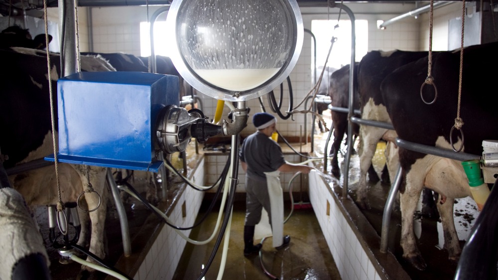 La producción lechera crecería 2% en 2019