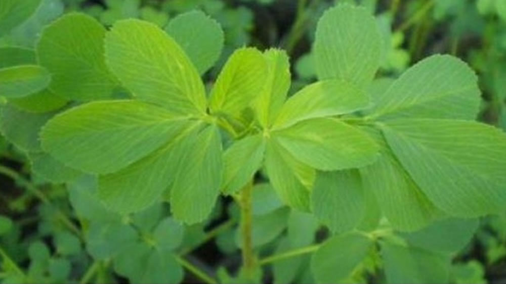 Obtienen nuevas variedades de alfalfa