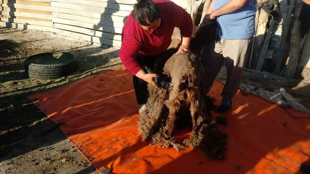 INTA Anguil impulsa un proyecto para el aprovechamiento del pelo de cabra colorada en el Oeste Pampeano para la producción de hilo cashmere