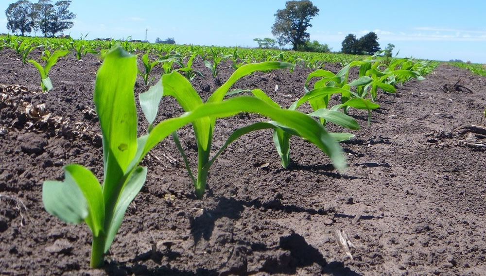Las últimas lluvias mejoraron el desarrollo del maíz y ayudaron a avanzar con la siembra de soja