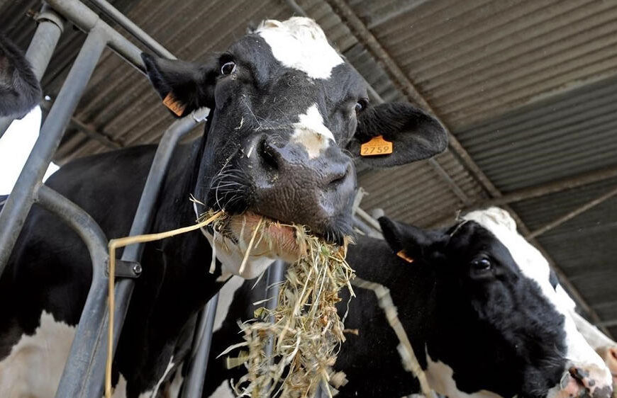 El cuidado del rumen es el 50 por ciento del éxito de la producción