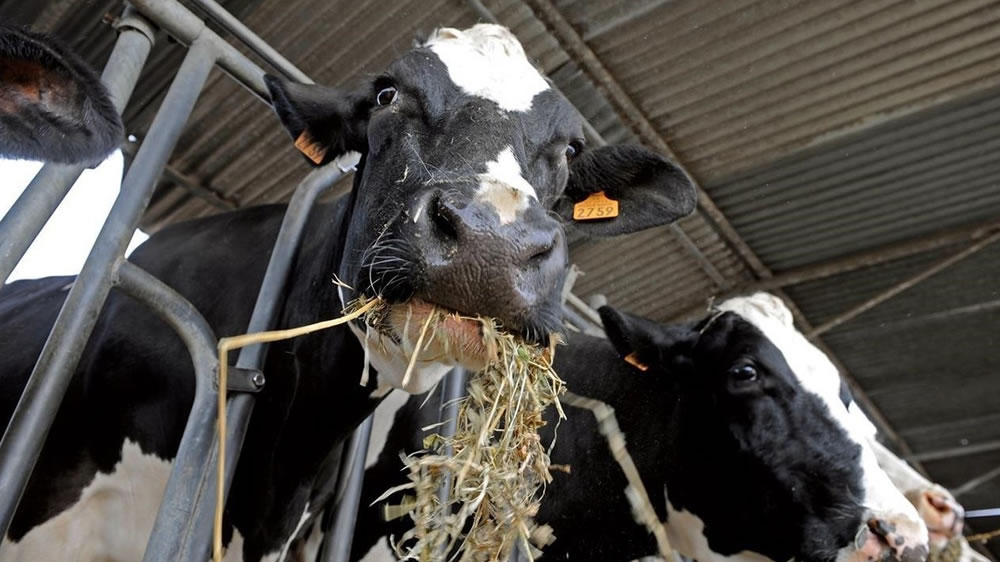 Con el rumen “tuneado” las vacas producen más leche