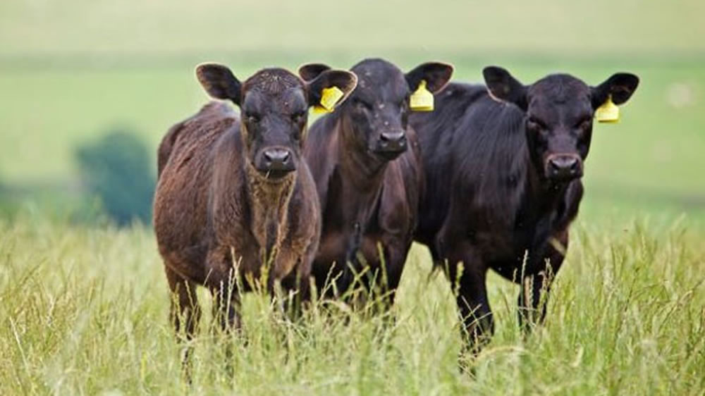 «El feedlotero está buscando una ternera más recriada»