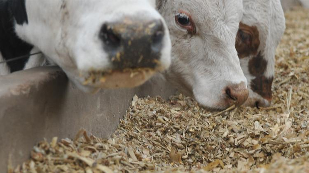 La ecuación del criador se mantiene por el peso de la vaca