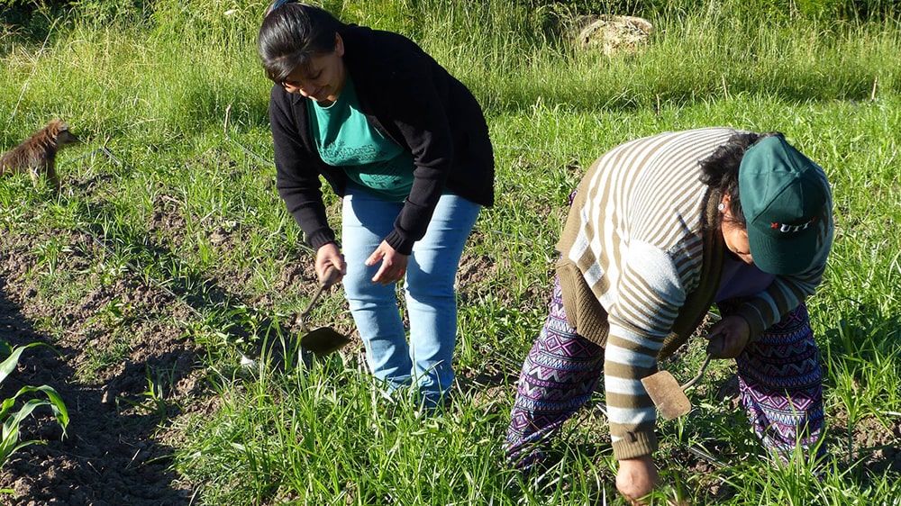 Confirmaron el bono de fin de año de $5.000 para los trabajadores rurales