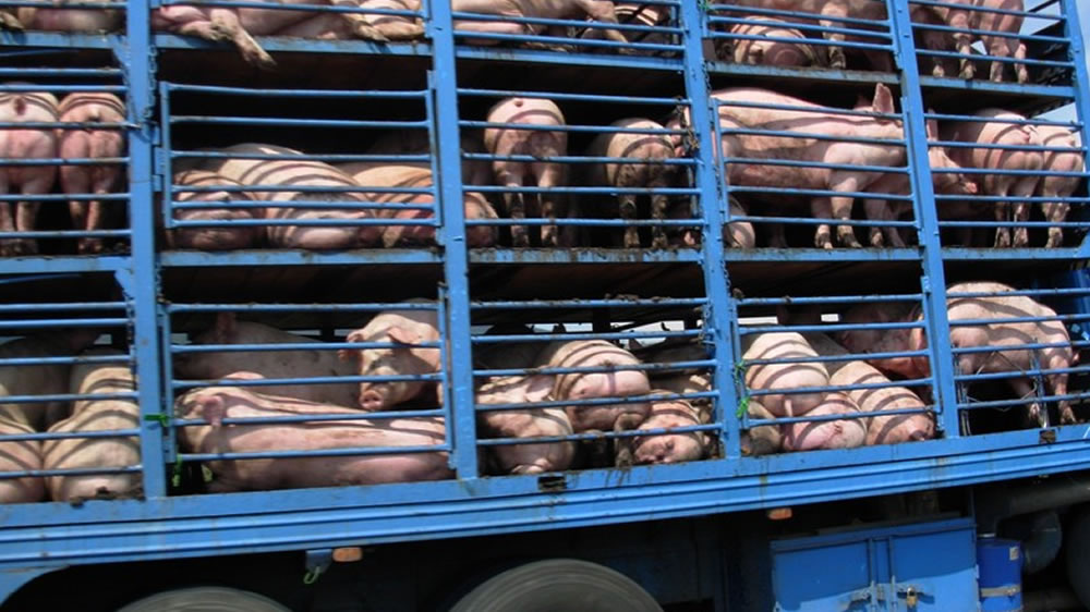 Impacto económico del estrés en el transporte de porcinos