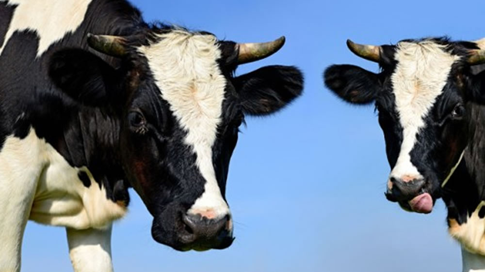 ¿Son más felices las vacas con cuernos?