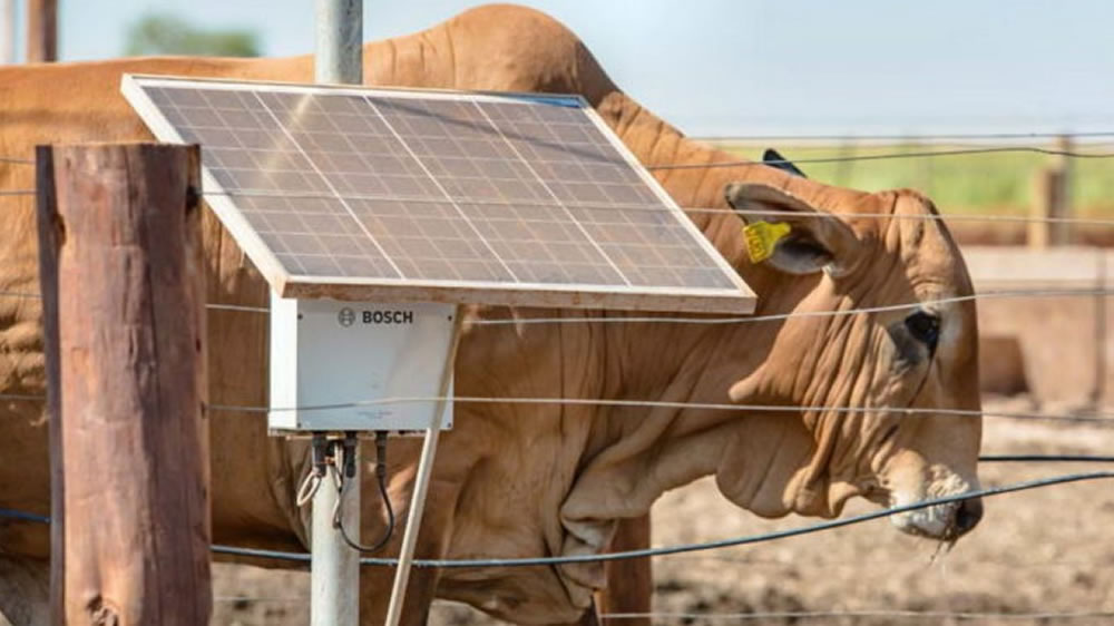 Bosch lanzó un sistema de pesaje inteligente de ganado