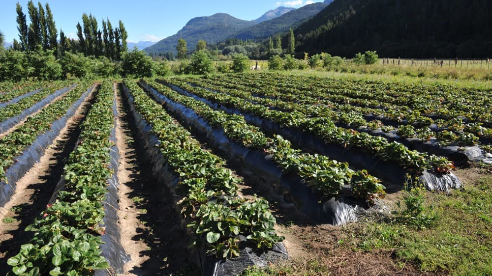 Cambios en la agricultura podrían reducir las emisiones de gases de efecto invernadero que no son de CO2 en el sector hasta en un 50%