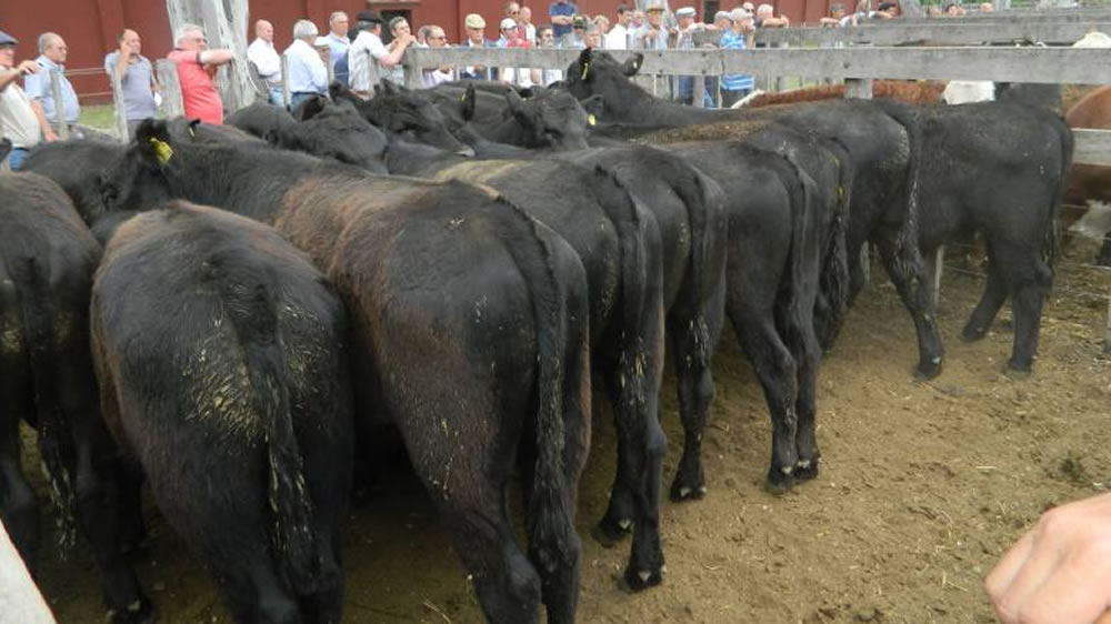 Con la caída del macho, la faena de hembras manda