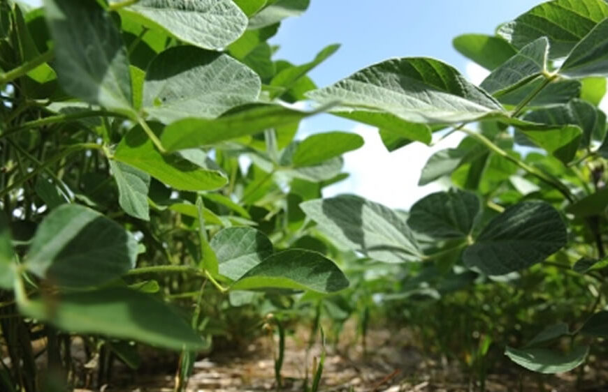 Con manejo nutricional, los campos con exceso de sal vuelven a producir soja en Hernando