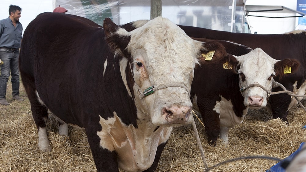 Hubo acuerdo y Chile comenzará a importar genética bovina de la Patagonia argentina