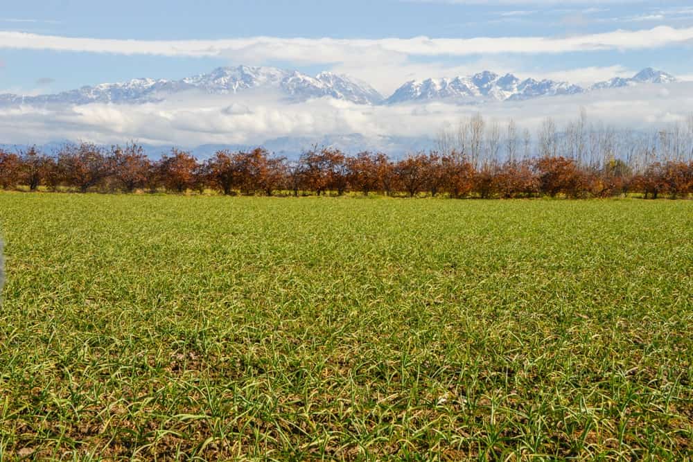 Agroindustria declaró la Emergencia Agropecuaria Nacional en las provincias de La Rioja, Mendoza y Salta