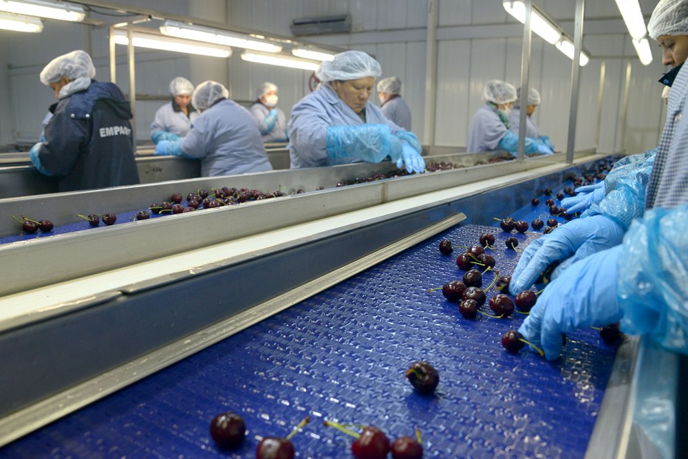 Certificación del primer envío de cerezas argentinas a China