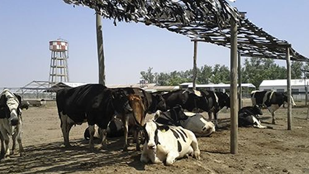 Calor – Herramientas Básicas para mitigar el Impacto en los Bovinos