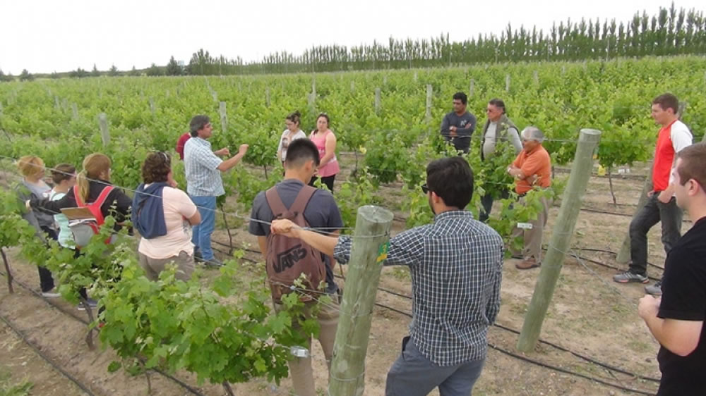 Este año habrá 330 hectáreas con viñedos en La Pampa