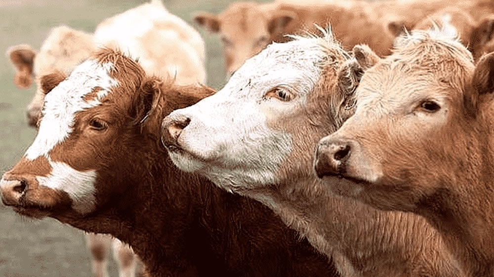 Neumonías en verano: ¿Qué hacer con los bovinos?