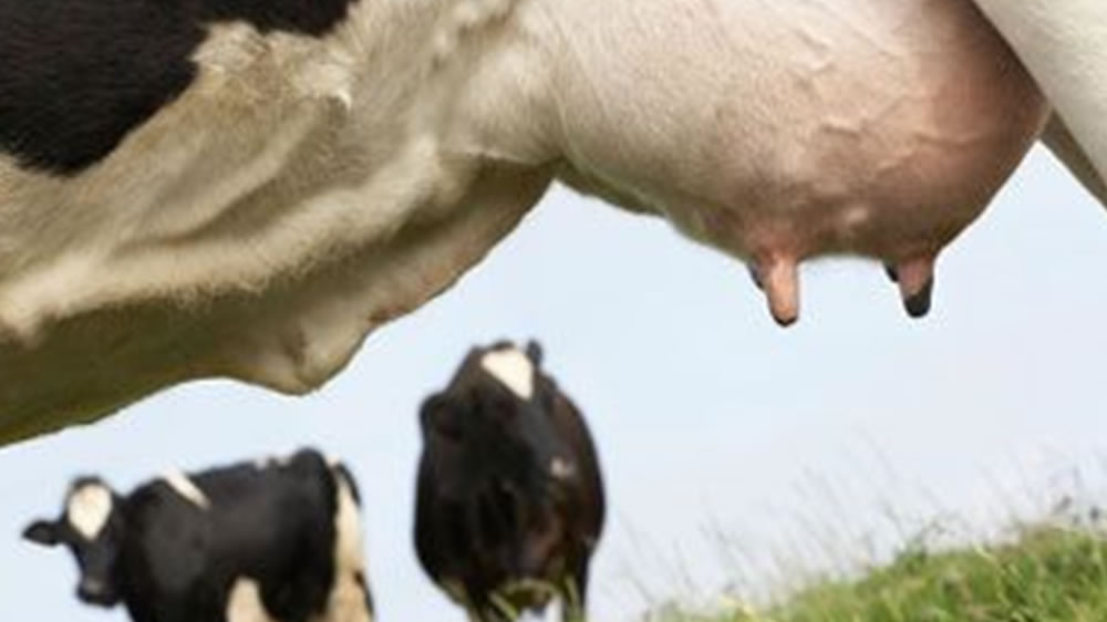 Nuevo diagnóstico para patógenos causantes de mastitis en ganado vacuno