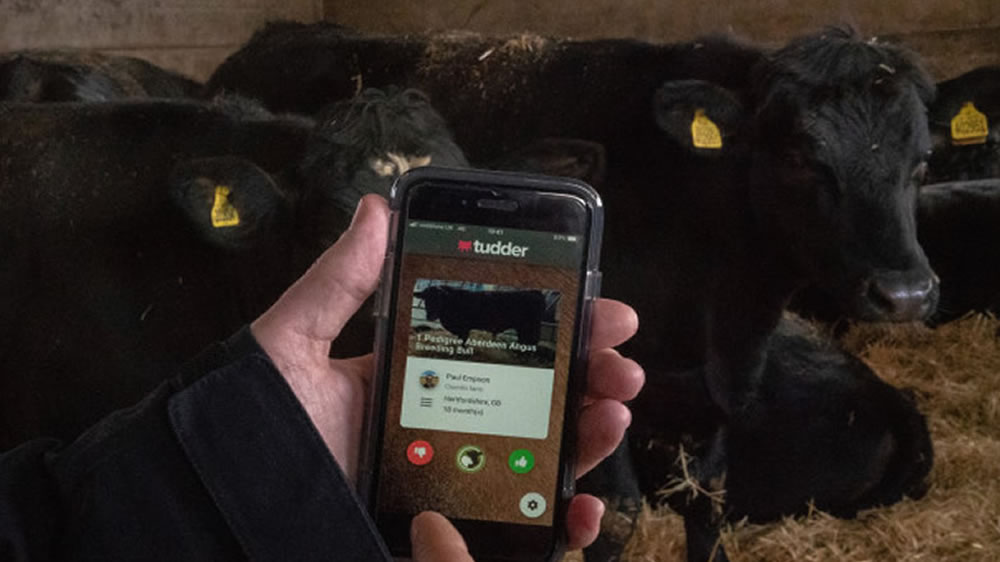 ¿Qué es «Tudder», el tinder para vacas que es furor en el Reino Unido?