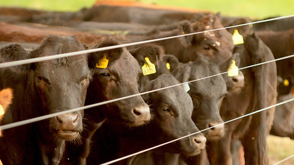 El país perdió en el último año casi 260.000 vacas y vaquillonas