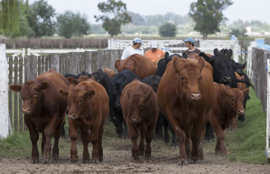 Bienestar animal bovino: Características que se deben considerar para optimizar su manejo