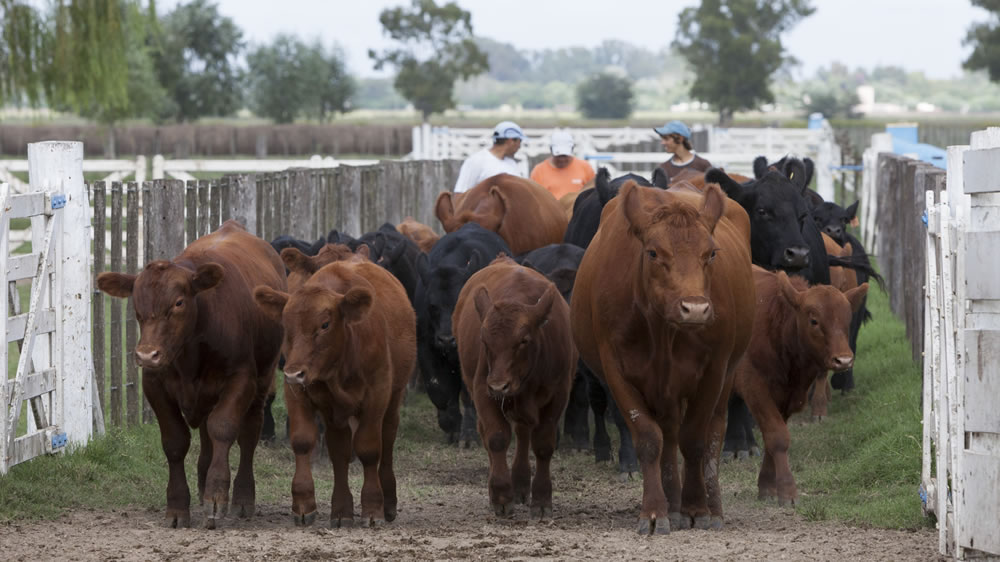 Ganaderos alertan: la nueva ley europea de bienestar animal encarecerá el transporte hasta un 30%