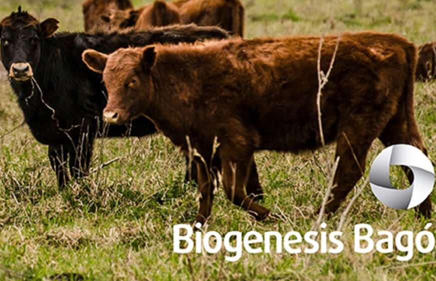 Biogénesis Bagó en Expoagro: “Argentina tiene una muy buena situación sanitaria”