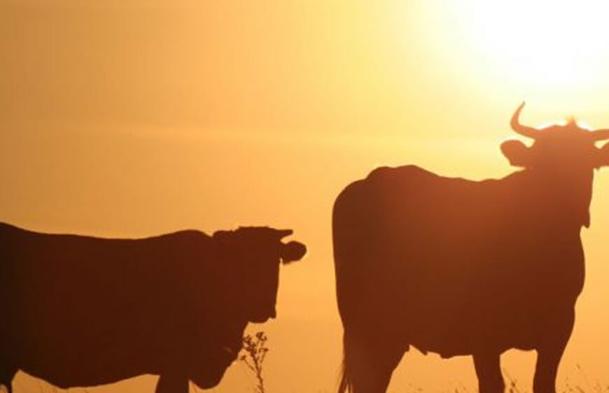 Ola de calor: cómo reducir el estrés en la producción y el traslado de bovinos