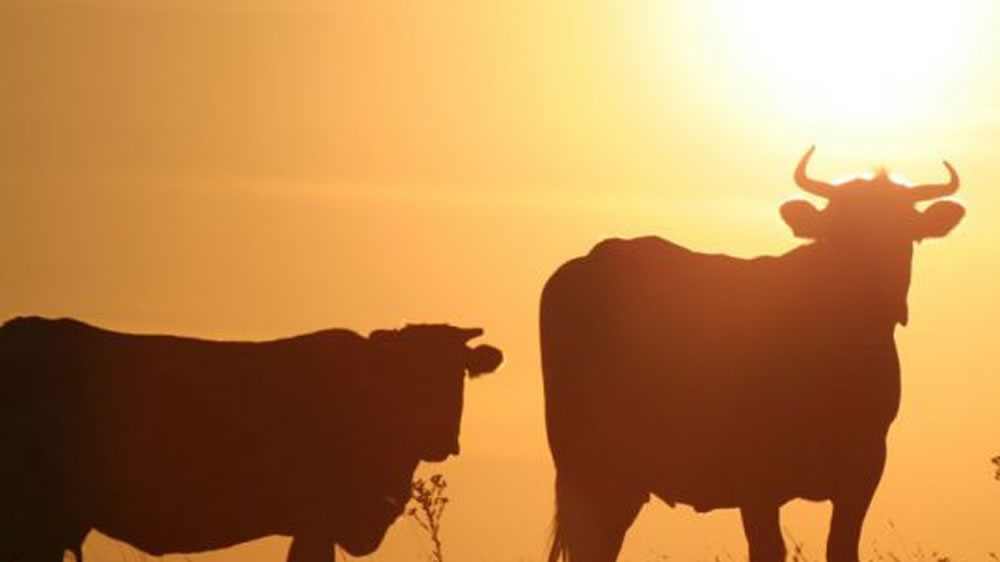 Avances para medir tolerancia al calor y resistencia a garrapatas