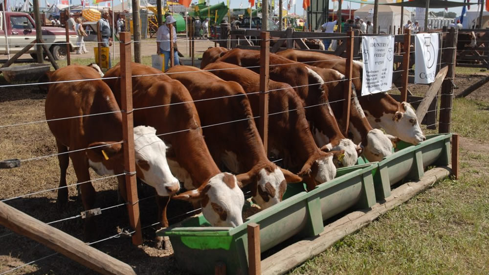 Se viene Expoagro 2019: Qué novedades habrá en ganadería