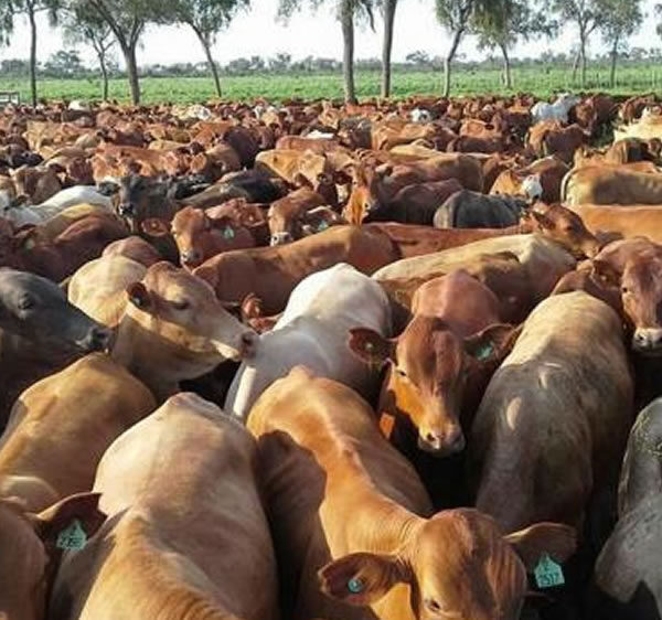Paraguay : Siguen iniciativas para frenar envíos de carne bovina a EE. UU., pero están controladas