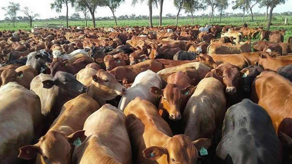 Cae la faena de vacunos un 5 %, pero todavía no son números que muestre una fase de retención