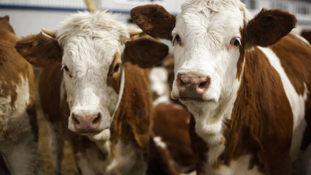 Se espera que en Argentina siga creciendo el stock de vacas