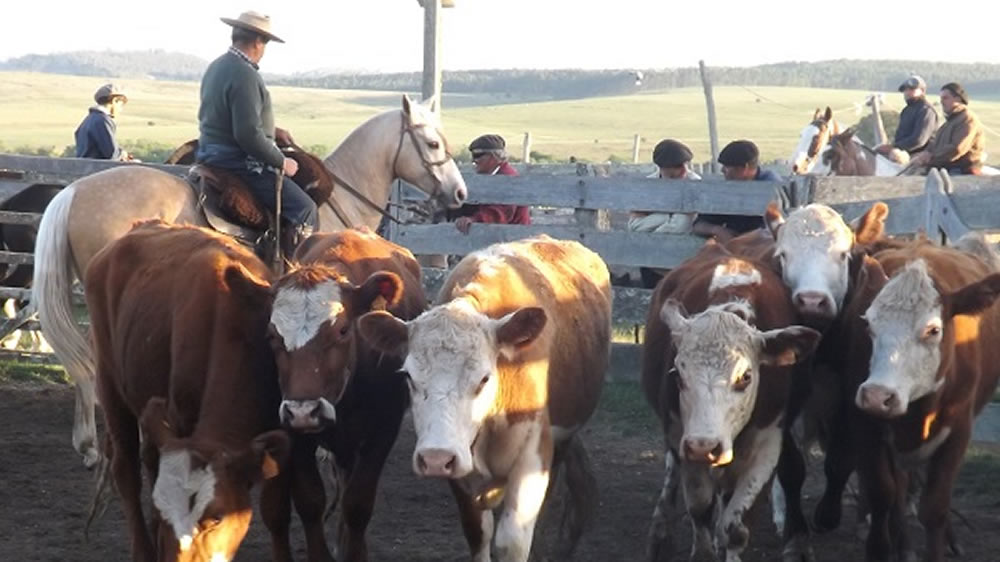 Tras la polémica, Agroindustria resolvió bajar el peso mínimo de faena para las hembras