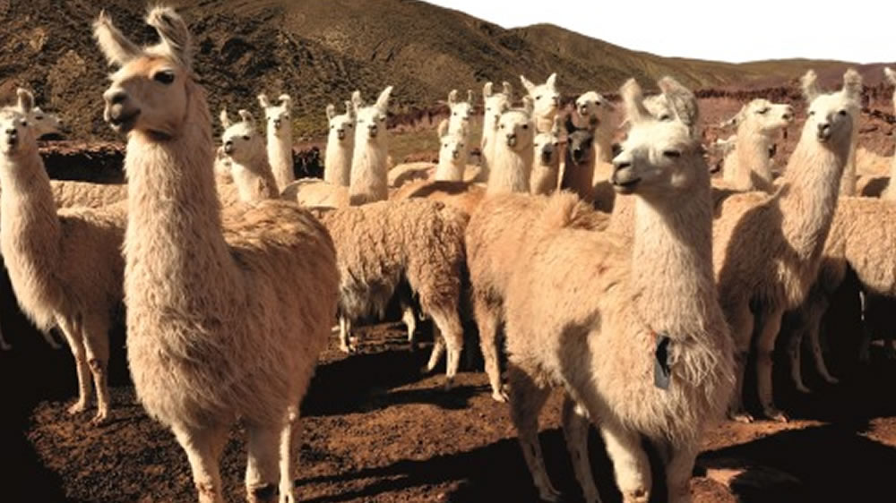 Nanoanticuerpos de llamas: de qué se trata el mejor invento de Latinoamérica