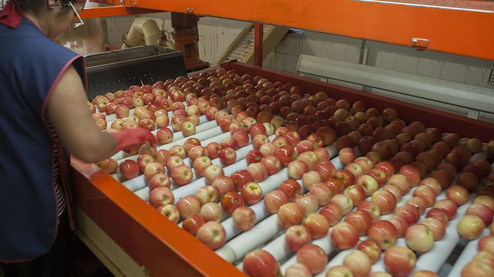 La Argentina trabaja para levantar suspensión de las exportaciones de peras y manzanas a Brasil