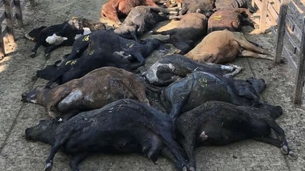Por la ola de calor, murieron 100 animales en el Mercado de Liniers