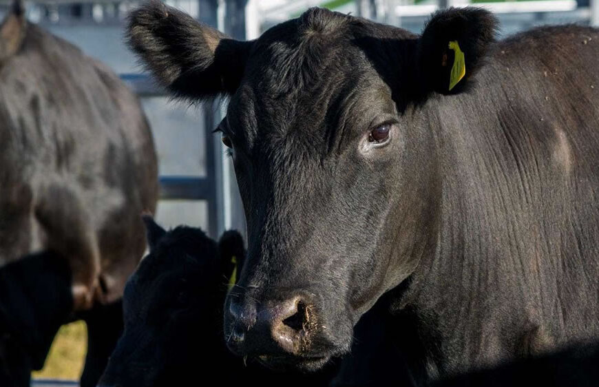Producción de carne vacuna en el Mercosur crece en 374 mil toneladas en los 7 primeros meses de 2024