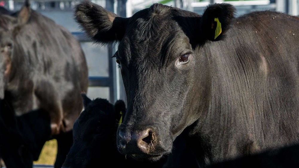 El novillo del Mercosur muestra hoy dos niveles de precios: ganaderías templadas y tropicales