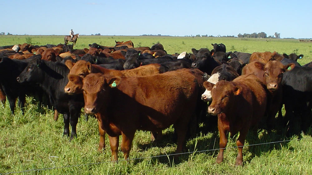 Liniers: novillos y novillitos estables con vacas y vaquillonas con leves bajas