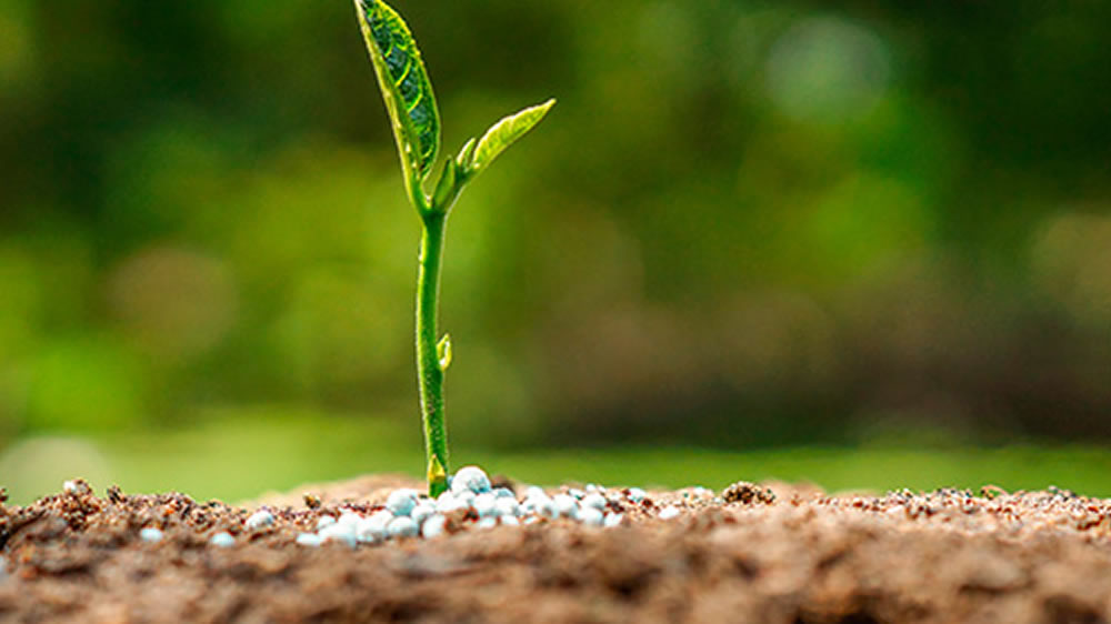 Producción de granos: En la Argentina se aplican 87 kilos de fertilizantes por hectárea