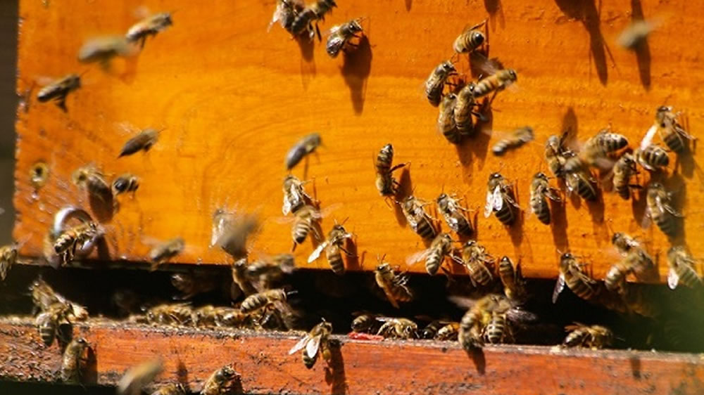 Uruguay quedó relegado en las exportaciones de miel a Estados Unidos