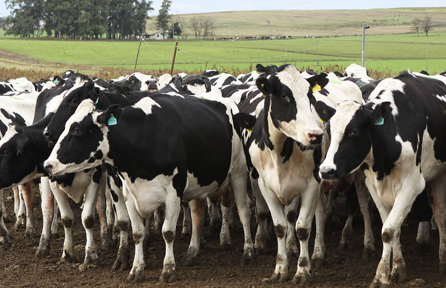 A qué se debe la sorprendente recuperación del precio de las vacas