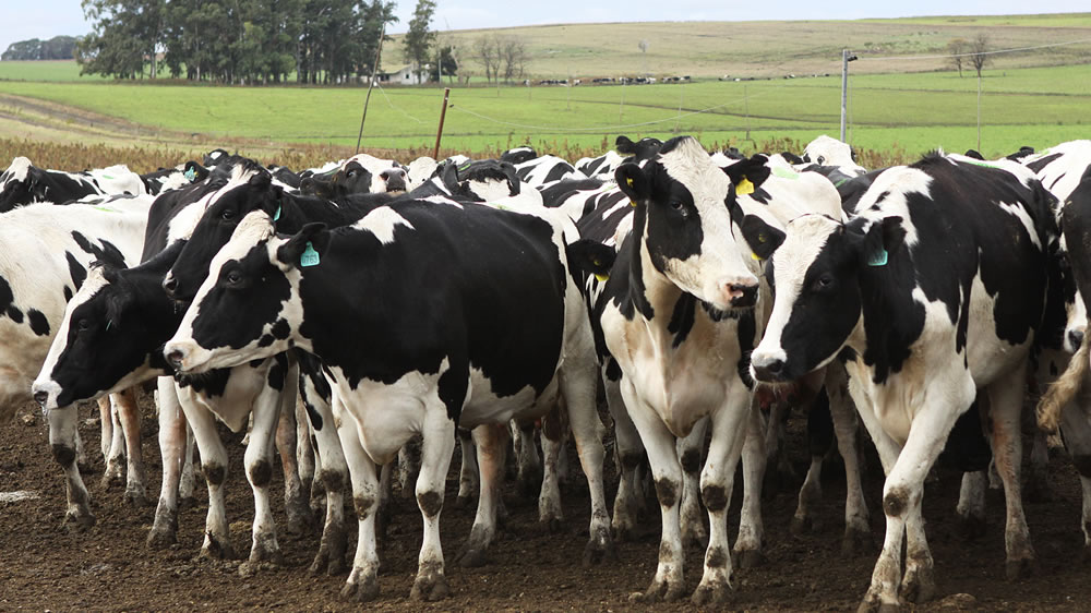 ¿Conoce las causas de infertilidad en bovinos inducidas por el ser humano?