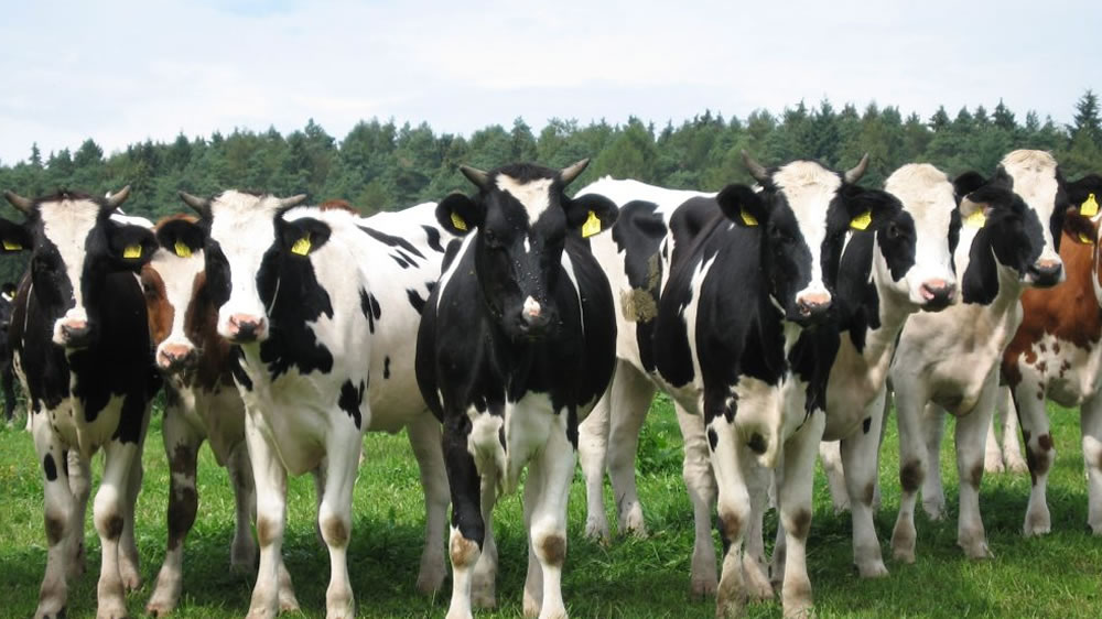 El Senasa aprobó el Plan Nacional de Control y la Erradicación de brucelosis bovina